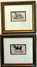 063697 LIZARS HANDCOLORED PRINTS OF DOGS C1820