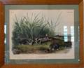 063752 AUDUBON PRINT BY BOWEN SCALOPS TOWNSENDII