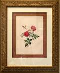 063767 HANDCOLORED PRINT DOUBLE ROSE ANTIQUE
