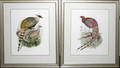 102210 JWOLF  JSMIT LITHOGRAPHS PHEASANTS