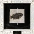 021279 PRISCACARA FOSSIL FISH IN A SHADOWBOX FRAME