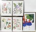 070290 SUSAN BAILEY FLORAL BOTANICAL PRINTS SIX