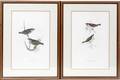031401 GOULD LITHOGRAPHS BIRDS C 1900 21x13