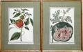 072415 FRAMED BOTANICAL PRINTS ANTIQUE 14x88