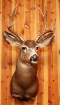 NORTH AMERICAN MULE DEER SHOULDER TROPHY MOUNT