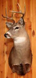MICHIGAN WHITE TAIL DEER SHOULDER MOUNT 6 POINTS
