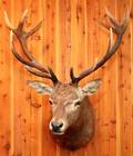 SPANISH RED DEER SHOULDER MOUNT