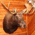 WESTERN CANADIAN MOOSE SHOULDER MOUNT
