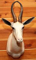 AFRICAN WHITE SPRINGBOK SHOULDER MOUNT