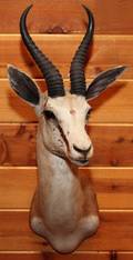 AFRICAN COMMON SPRINGBOK SHOULDER MOUNT
