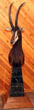 AFRICAN SABLE SHOULDER MOUNT ON PEDESTAL