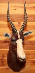 AFRICAN COMMON BLESBOK SHOULDER MOUNT