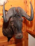 AFRICAN BLACK WILDEBEEST SHOULDER MOUNT