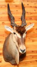AFRICAN LIVINGSTONE ELAND SHOULDER MOUNT