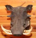 AFRICAN WARTHOG SHOULDER MOUNT