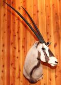 AFRICAN GEMSBOK SHOULDER MOUNT