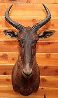 AFRICAN TSESSEBE SHOULDER MOUNT