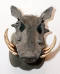 AFRICAN WARTHOG TROPHY MOUNT