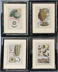 HANDCOLORED ENGRAVINGS CITRUS FRUITS  LANDSCAPE