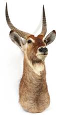 AFRICAN COMMON WATERBUCK TROPHY SHOULDER MOUNT