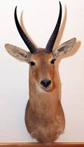 AFRICAN COMMON REEDBUCK TROPHY MOUNT