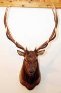 ROCKY MOUNTAIN ELK OR WAPITI TROPHY MOUNT