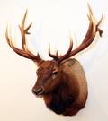 ROOSEVELT ELK OR WAPITI TROPHY MOUNT