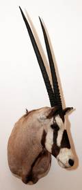 ORYX GEMSBOK TROPHY MOUNT