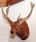 SOUTH PACIFIC RED DEER TROPHY MOUNT