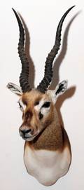 SOUTH AFRICAN BLACKBUCK OR INDIAN ANTELOPE MOUNT