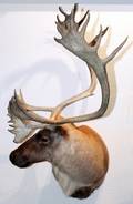 CENTRAL CANADA BARREN GROUND CARIBOU TROPHY MOUNT