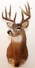 NORTHEASTERN WHITE TAILED DEER TROPHY MOUNT