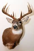 NORTHEASTERN WHITE TAILED DEER TROPHY MOUNT