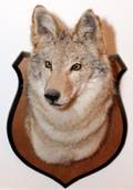 NORTH AMERICAN COYOTE TROPHY SHOULDER MOUNT