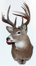 NORTHEASTERN WHITE TAILED DEER TROPHY MOUNT