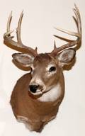 NORTHEASTERN WHITE TAILED DEER TROPHY MOUNT