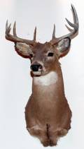 NORTHEASTERN WHITE TAILED DEER TROPHY MOUNT
