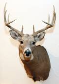 NORTHEASTERN WHITE TAILED DEER TROPHY MOUNT