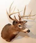 NORTHEASTERN WHITE TAILED DEER TROPHY MOUNT