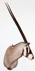 AFRICAN GEMSBOK TROPHY MOUNT