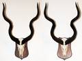AFRICAN KUDU SKULL AND HORNS