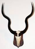 AFRICAN KUDU SKULL AND HORNS