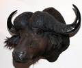 AFRICAN CAPE BUFFALO TROPHY MOUNT