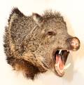 JAVALINACOLLARED PECCARY TROPHY MOUNT