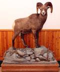 ROCKY MOUNTAIN BIGHORN SHEEP FULL BODY TROPHY MOUNT