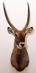 AFRICAN WATERBUCK TROPHY MOUNT