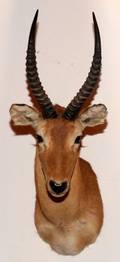 AFRICAN PUKU TROPHY MOUNT