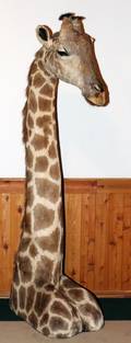 AFRICAN GIRAFFE TROPHY SHOULDER MOUNT