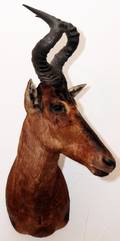 AFRICAN LICHTENSTEIN HARTEBEEST TROPHY MOUNT