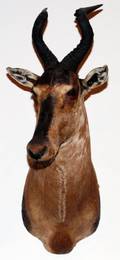 AFRICAN LICHTENSTEIN HARTEBEEST TROPHY MOUNT